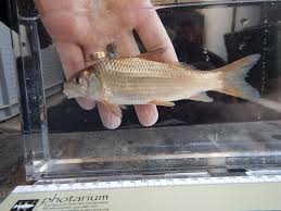 Image result for Carpiodes carpio