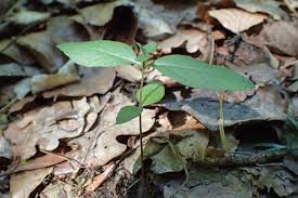 Attēlu rezultāti vaicājumam “Lysimachia vulgaris leaf”