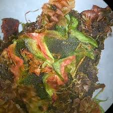 Attēlu rezultāti vaicājumam “Moerckia hibernica”