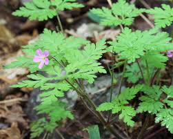 Attēlu rezultāti vaicājumam “Geranium robertianum flower”