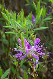 Attēlu rezultāti vaicājumam “Rhododendron canadense”
