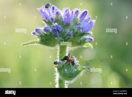 Attēlu rezultāti vaicājumam “Campanula cervicaria bud”