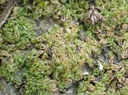 Attēlu rezultāti vaicājumam “Fossombronia foveolata”