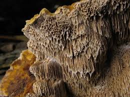Attēlu rezultāti vaicājumam “Inonotus radiatus”