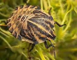Attēlu rezultāti vaicājumam “Graphosoma lineatum nymph”