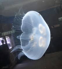 Attēlu rezultāti vaicājumam “Aurelia aurita”