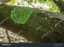 Attēlu rezultāti vaicājumam “Peltigera aphthosa”