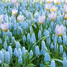 Attēlu rezultāti vaicājumam “Muscari armeniacum flower”