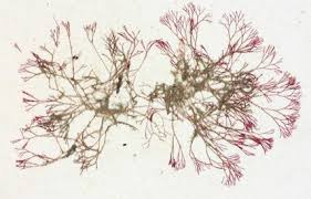 Attēlu rezultāti vaicājumam “Ceramium sp.”