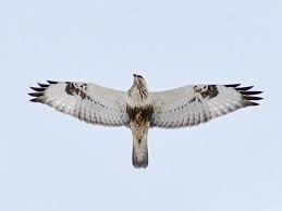 Attēlu rezultāti vaicājumam “Buteo lagopus”