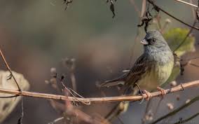 Image result for Emberiza spodocephala