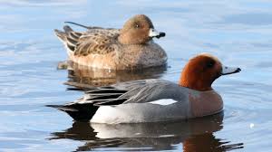 Attēlu rezultāti vaicājumam “Anas penelope”