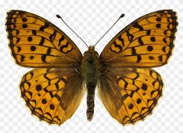 Attēlu rezultāti vaicājumam “Argynnis niobe”