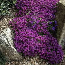 Image result for Aubrieta hybrida (cultorum)