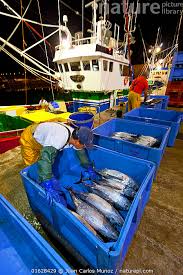 Image result for Thunnus alalunga