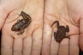 Attēlu rezultāti vaicājumam “Bufo bufo juvenile”