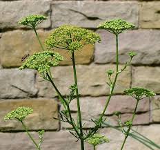 Attēlu rezultāti vaicājumam “Selinum carvifolia fruit”