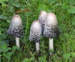Image result for coprinus