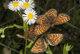 Attēlu rezultāti vaicājumam “Mellicta athalia underside”