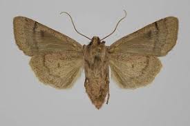 Attēlu rezultāti vaicājumam “Agrochola litura”