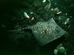 Image result for Raja clavata