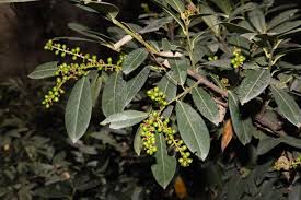 Attēlu rezultāti vaicājumam “Prunus cerasifera var. divaricata bud”