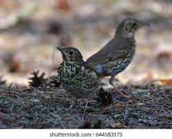 Attēlu rezultāti vaicājumam “Turdus philomelos juvenile”