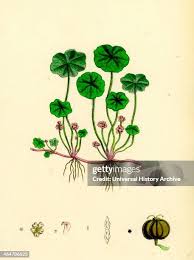 Attēlu rezultāti vaicājumam “Hydrocotyle vulgaris flower”