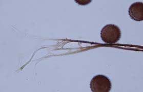 Attēlu rezultāti vaicājumam “Diderma subincarnatum”