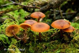 Attēlu rezultāti vaicājumam “Gymnopilus picreus”