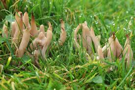 Attēlu rezultāti vaicājumam “Clavaria fumosa”