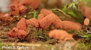 Attēlu rezultāti vaicājumam “Arcyria major macro”