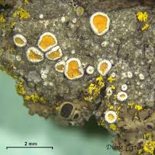 Attēlu rezultāti vaicājumam “Caloplaca scopularis”