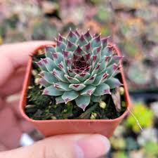 Attēlu rezultāti vaicājumam “Campylophyllum calcareum”