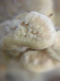 Attēlu rezultāti vaicājumam “Physisporinus vitreus”