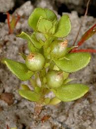 Attēlu rezultāti vaicājumam “Licea minima macro”