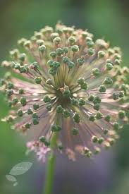 Attēlu rezultāti vaicājumam “Allium holandicum”