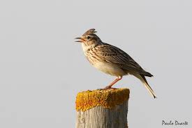 Attēlu rezultāti vaicājumam “Alauda arvensis adult”