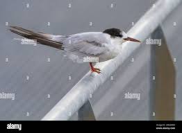 Attēlu rezultāti vaicājumam “Sterna hirundo adult”