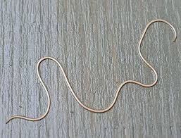 Attēlu rezultāti vaicājumam “Nematomorpha”