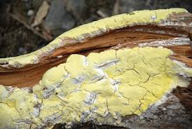 Attēlu rezultāti vaicājumam “Antrodia crassa”