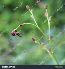 Attēlu rezultāti vaicājumam “Sanguisorba officinalis bud”