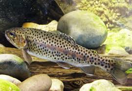 Image result for Oncorhynchus mykiss