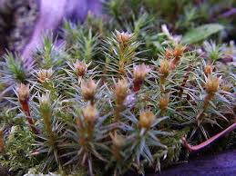 Attēlu rezultāti vaicājumam “Polytrichum juniperinum”