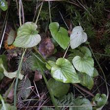 Attēlu rezultāti vaicājumam “Viola uliginosa”