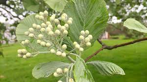 Attēlu rezultāti vaicājumam “Sorbus aria”