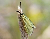 Attēlu rezultāti vaicājumam “Adscita statices”