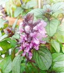 Attēlu rezultāti vaicājumam “Ocimum basilicum flower”