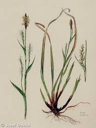 Attēlu rezultāti vaicājumam “Carex pilosa”