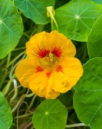 Attēlu rezultāti vaicājumam “Tropaeolum majus bud”
